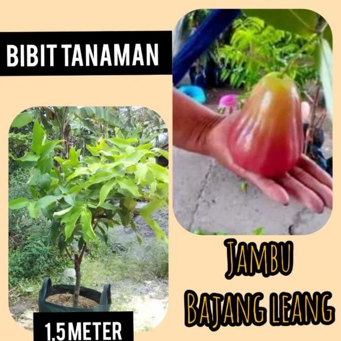 

Terlaris Bibit Jambu Air Bajang Leang 1,5 Meter