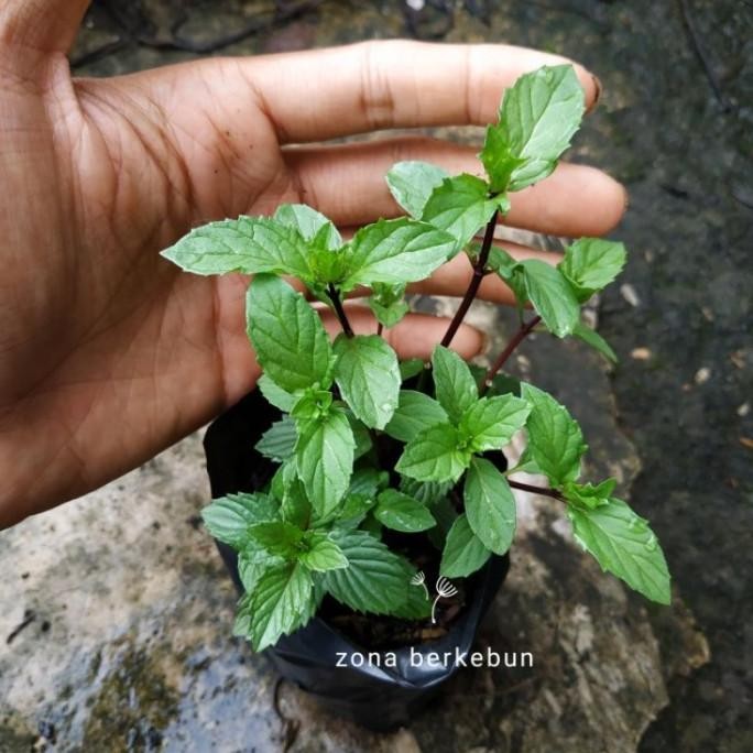 

Terlaris Tanaman Daun Mint Jenis Ginger Mint / Mint Jahe / Bibit Pistpi 5561Ny