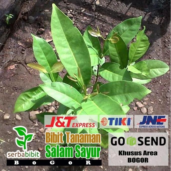 

Terlaris Paket 3 Bibit Pohon Daun Salam Sayur - Tanaman Herbal Bumbu Dapur