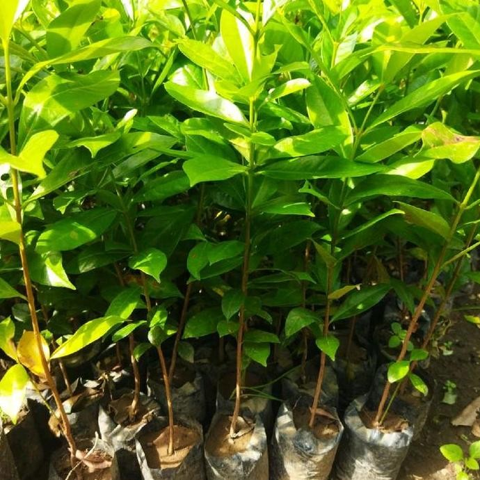 

Terlaris Bibit Daun Salam Siap Tanam - Cocok Untuk Budidaya & Pekarangan