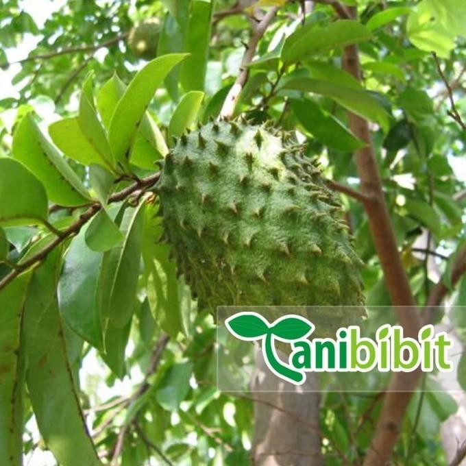 

Terlaris Bibit Pohon Sirsak - Tanaman Buah Dan Daun Herbal Azo