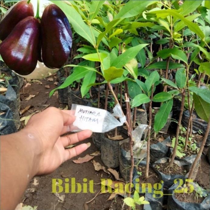 

Terlaris Bibit Jambu Air Mutiara Hitam Okulasi Mutiara Hitam Tabulampot Aa12 Mmz