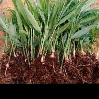 

Terlaris Hemat ! Bibit Jahe Merah Original