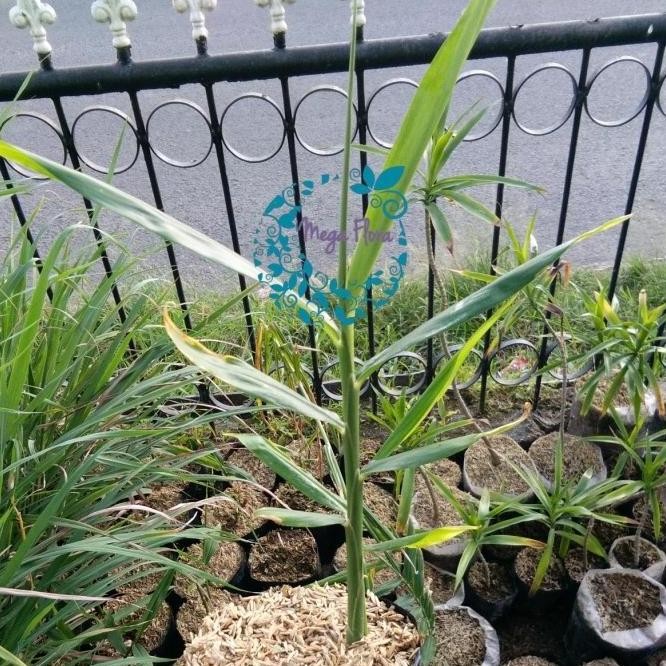 

Terlaris Bibit Jahe Merah Tanaman Herb Zingiber Officinale Var.Rubrum Herbal By Argoplantbag