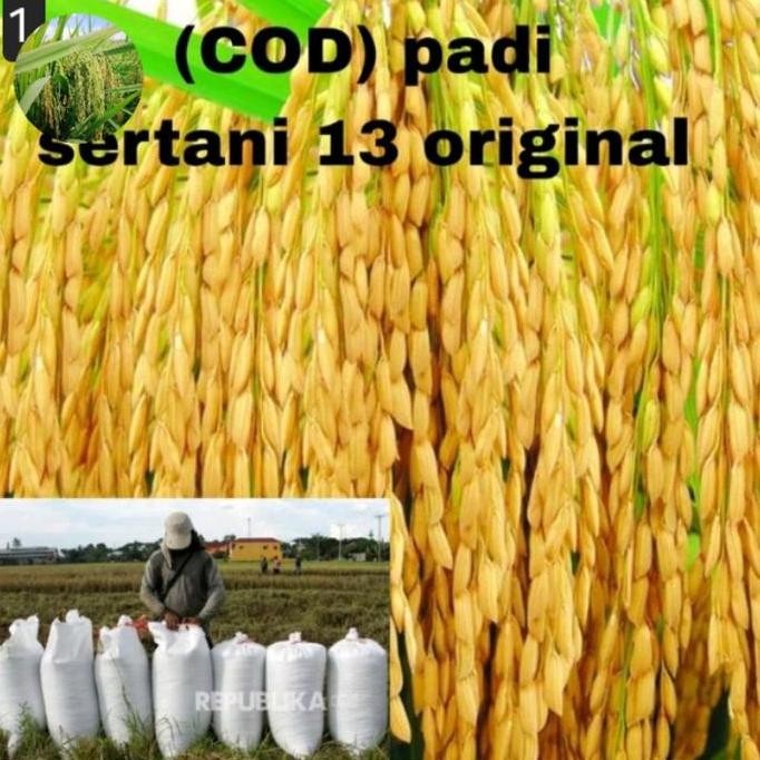 

Terlaris Benih Bibit Padi Sertani13 1Kg