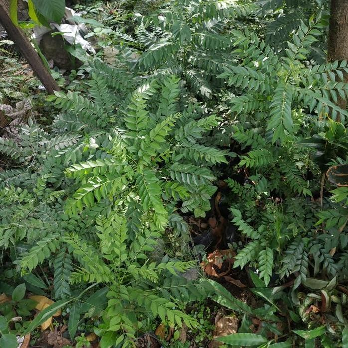 

Terlaris Bibit Daun Salam Koja