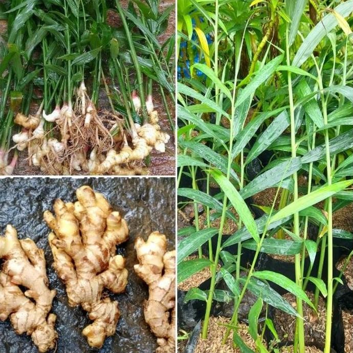 

Terlaris Paket Hemat 10 Bibit Tanaman Herbal Jahe Emprit Gajah Berkualitas