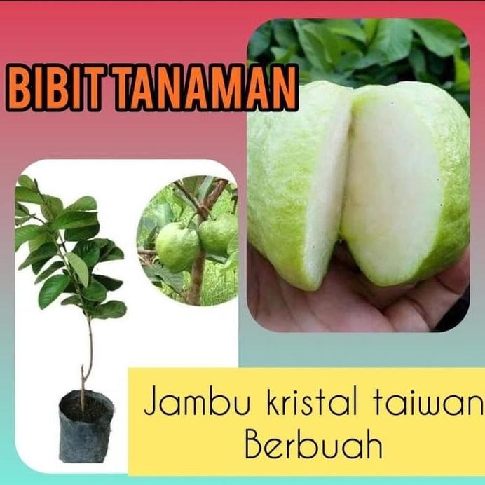 

Terlaris Bibit Buah Jambu Kristal Taiwan Berbuah