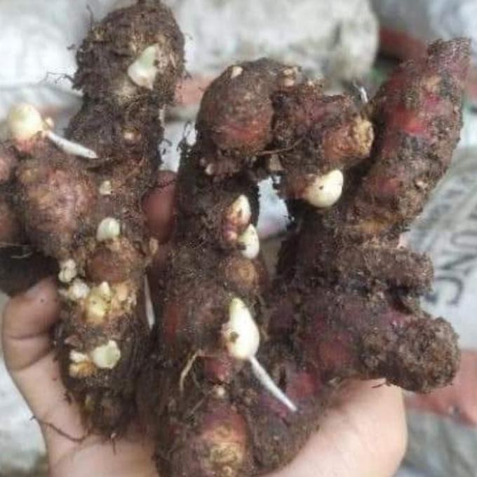 

Terlaris 10 Kg Bibit Jahe Merah Super