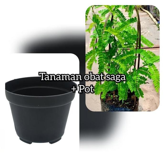 

Terlaris Tanaman Herbal Daun Saga