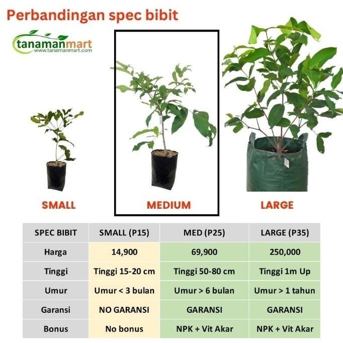 

Terlaris Bibit Tanaman Buah Jambu Air Dalhari Unggul, Murah, Bergaransi - 50-80Cm