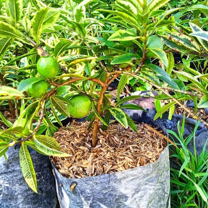 

Terlaris Bibit Jambu Kerikil Varigata - Bahan Bonsai Variegata