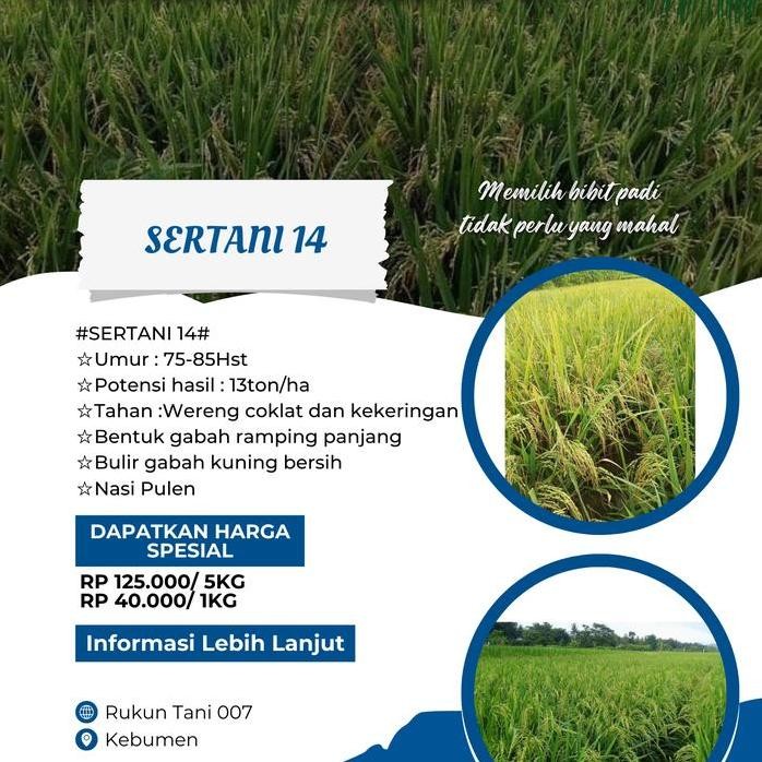 

Terlaris Bibit Benih Padi Sertani 14 Original Berkualitas Kemasan 5Kg