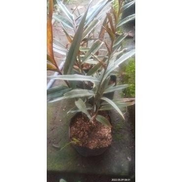 

Terlaris Promo Bibit Jahe Hitam/Wulung Siap Tanam (Beli 5 Gratis 1) Keren