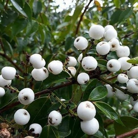 

Terlaris Bibit Buah Jambu Air Nasi Nasi - Buah Langka Khas Indonesia