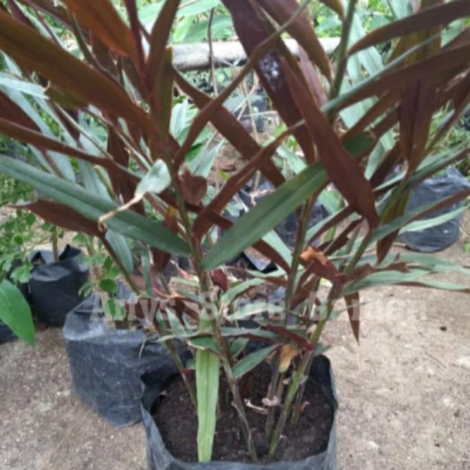 

Terlaris Bibit Jahe Wulung / Jahe Hitam Kifkmv 5612Fo