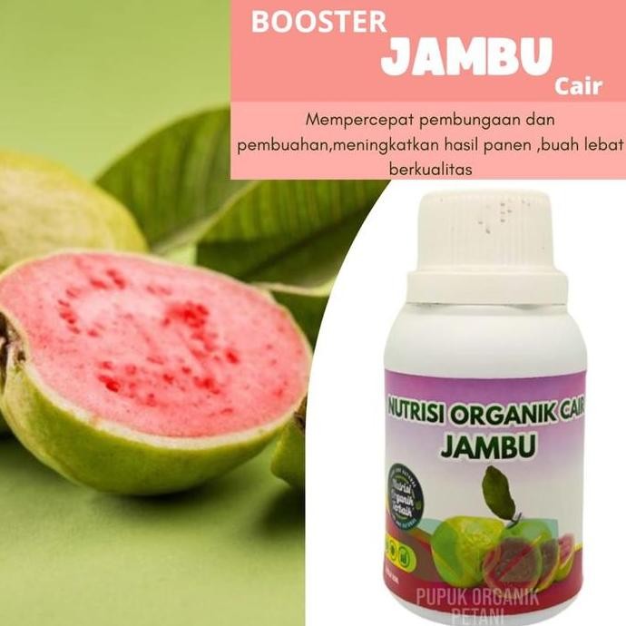 

Terlaris Pupuk Organik Cair Booster Jambu Air Jambu Mete Jambu Kristal Agar Cepat Berbunga Dan Berbuah Lebat Tidak Mudah Rontok Hasil Maksimal Daun