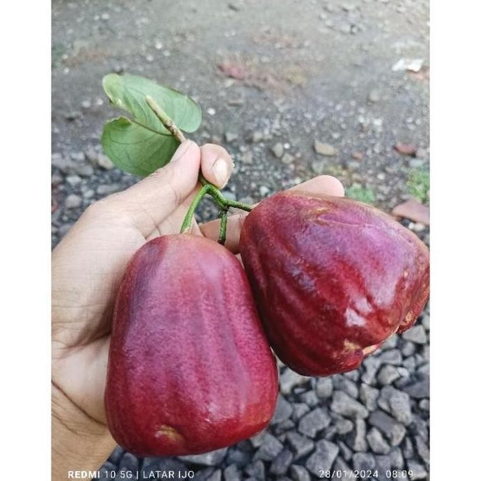 

Terlaris Bibit Jambu Manasikana Hasil Cangkok Valid Terlaris