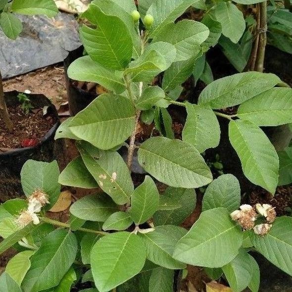 

Terlaris Fresh Cangkok Jambu Kristal Asli Bibit Jamkis Putih