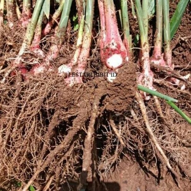 

Terlaris Paket 5 Bibit Jahe Merah By Argoplantbag