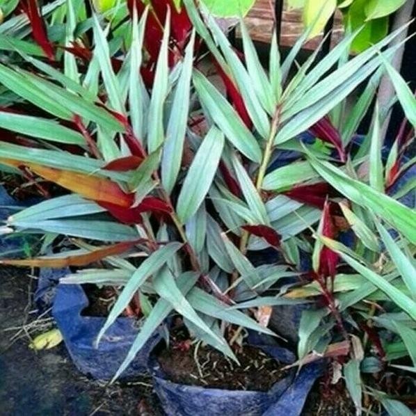 

Terlaris Jual Paket 10 Bibit Jahe Merah Asli Diskon