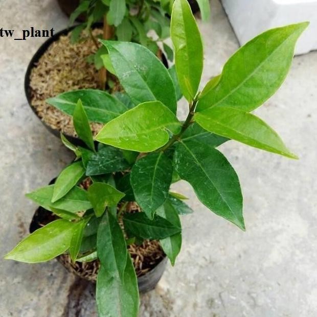 

Terlaris Bibit Daun Salam Biasa Digunakan Untuk Bumbu Masakan Sehari-Hari.