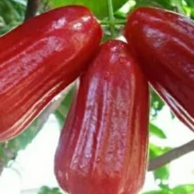 

Terlaris Obral Bibit Tanaman Buah Jambu Air Madu Deli Merah