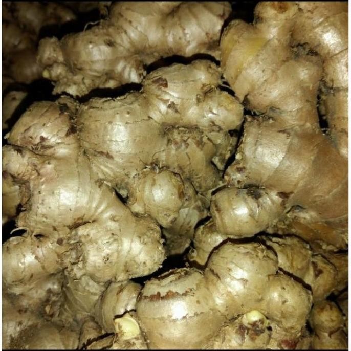 

Terlaris Jahe Gajah, Jahe Putih 1Kg, Bisa Buat Bibit
