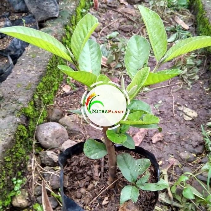 

Terlaris Bibit Pohon Jambu Getas Merah - Buah Jambu Biji - Tanaman Jambu Merah