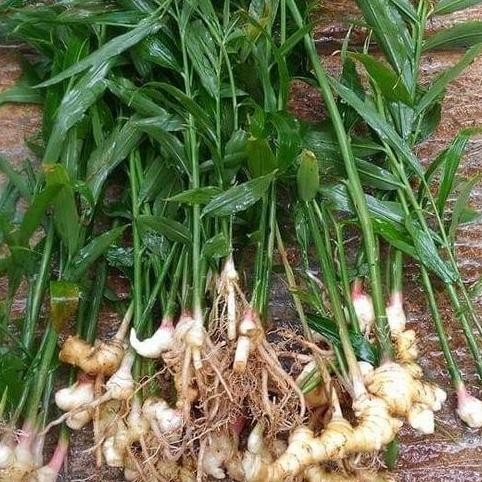 

Terlaris Bibit Jahe Emprit Herbal Beli 5 Gratis 1
