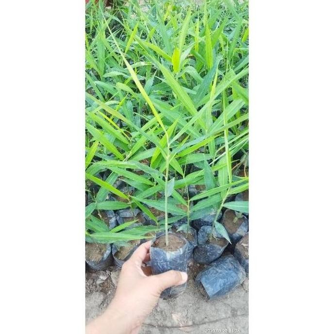 

Terlaris Promo Bibit Jahe Merah Siap Tanam (Beli 5 Gratis 1) Zaf240