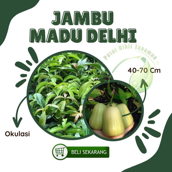 

Terlaris Bibit Jambu Air Madu Deli Delhi Hijau Tanaman Buah Cepat Berbuah