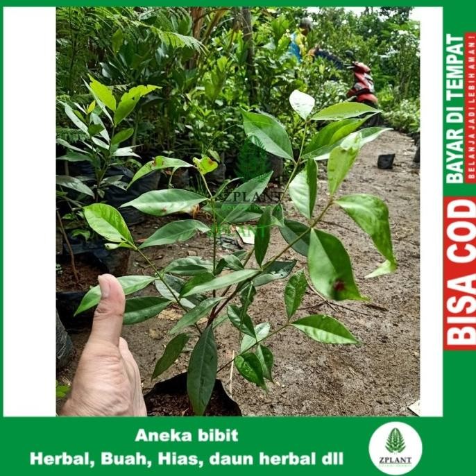 

Terlaris Bibit Pohon Daun Salam Sayur - Tanaman Herbal Bumbu Masak Dapur