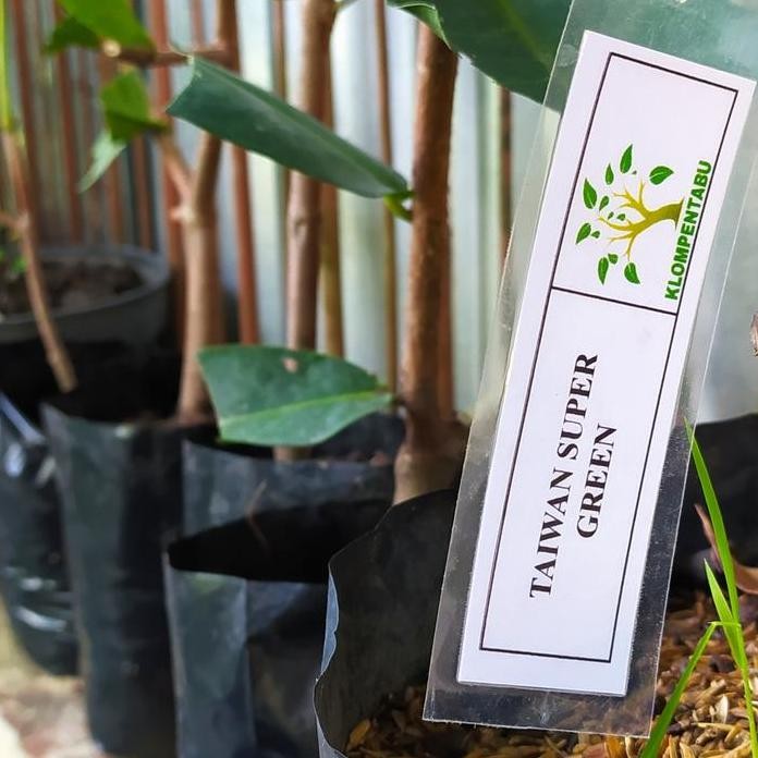 

Terlaris Bibit Cangkok Jambu Taiwan Super Green Siap Tanam