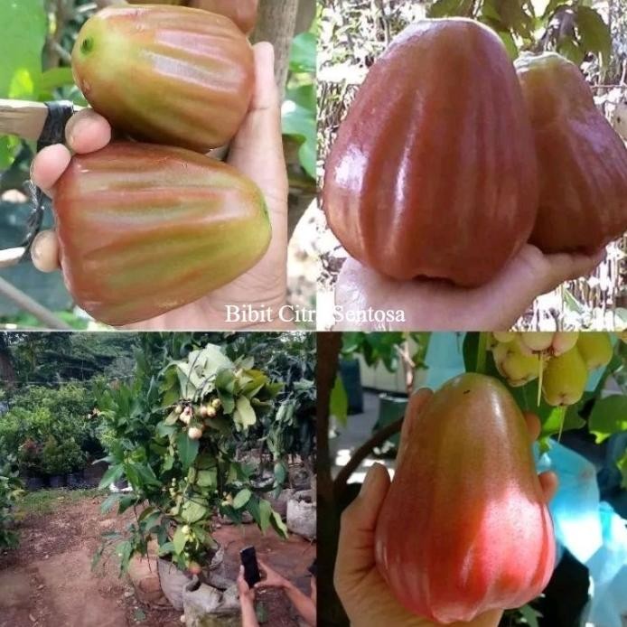 

Terlaris Bibit Tanaman Jambu Air King Rose Buah Jumbo Cangkok Siap Berbuah