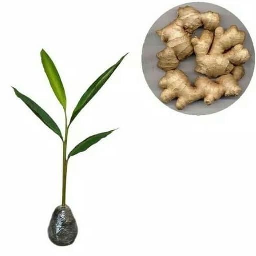 

Terlaris Bibit Tanaman Jahe Emprit Herbal