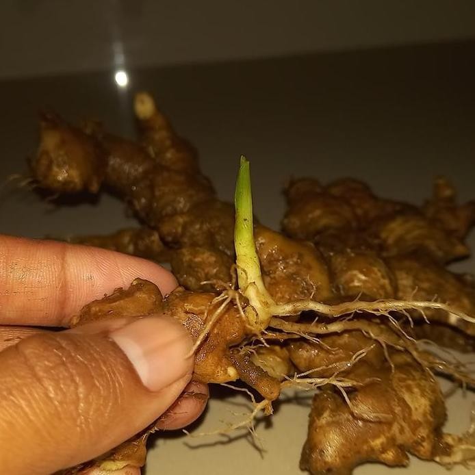 

Terlaris Benih Atau Bibit Jahe Jewot