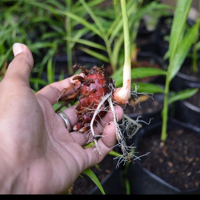 

Terlaris Bibit Jahe Merah Super Unggul Berkualitas