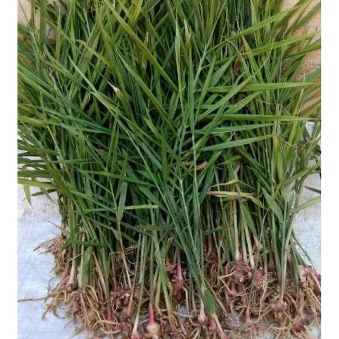 

Terlaris Bibit Jahe Merah Siap Tanam Cabutan Plibek Dan Lahan