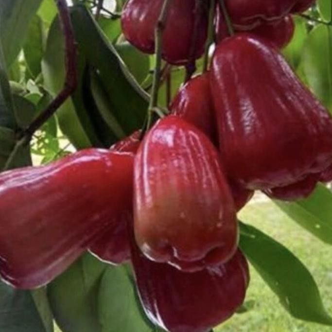 

Terlaris Bibit Pohon Jambu Air Citra Merah Cangkok Cepat Berbuah/ Tabulampot - Neew