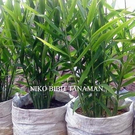 

Terlaris Terlaris Niko~ Bibit Jahe Emprit Herbal Beli 5 Gratis 1