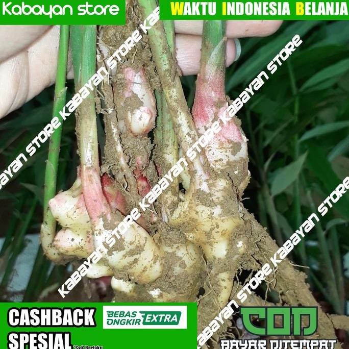 

Terlaris Bibit Benih Jahe Gajah Super Murah Kbyn Str