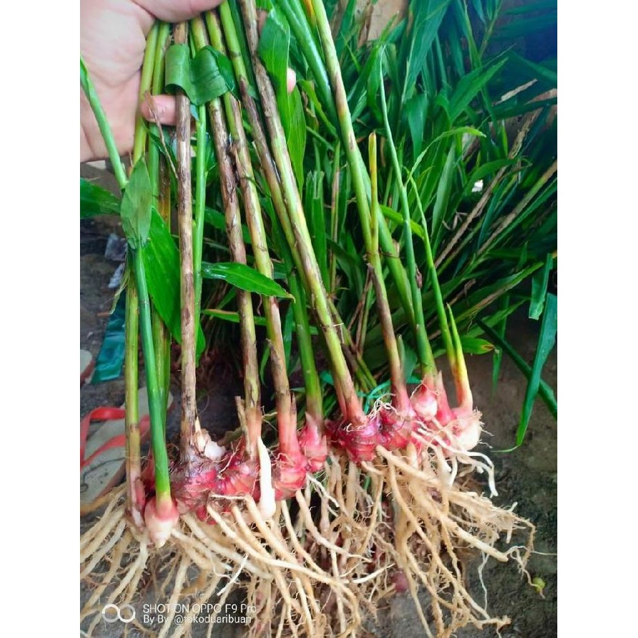 

Terlaris Bibit Jahe Merah Organik Masih Dengan Tanah