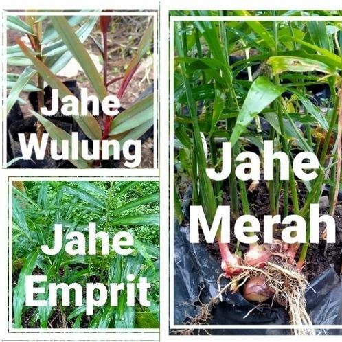 

Terlaris Paket 3 Bibit Jahe - Jahe Putih + Jahe Merah + Jahe Hitam Wulung