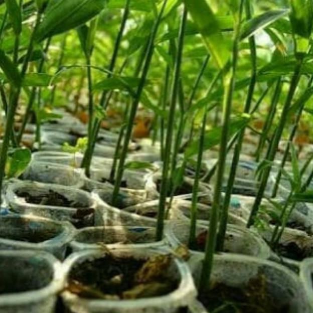 

Terlaris Bibit Tanaman Herbal Jahe Emprit Siap Tanam