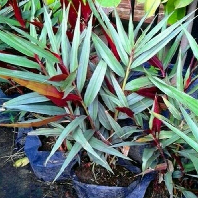 

Terlaris Paket Hemat 5 Bibit Jahe Merah