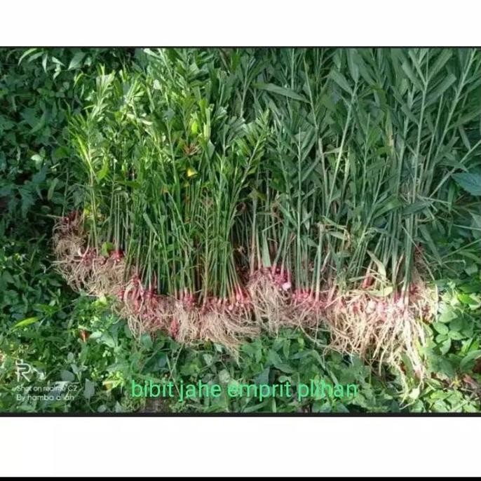 

Terlaris Bibit Jahe Emprit Rabutan