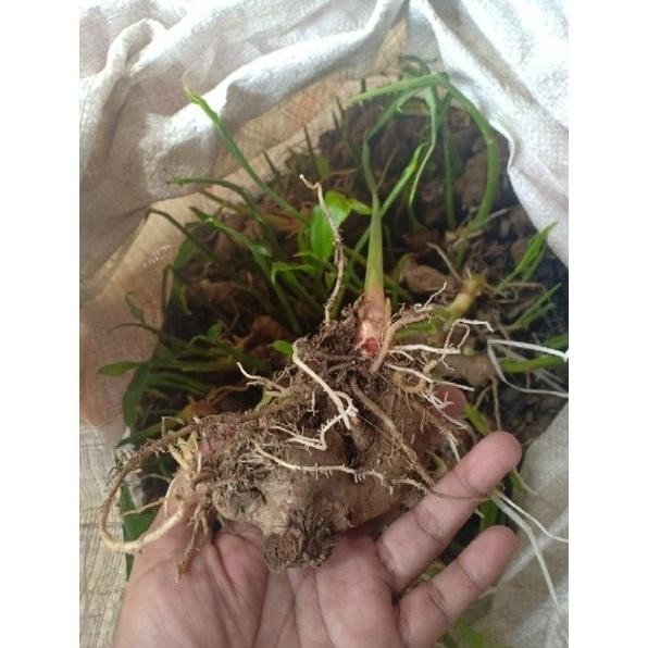 

Terlaris Bibit Jahe Merah Super 1Kg Rplwwf 0197Zt