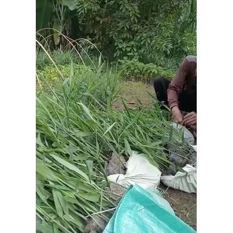 

Terlaris Paket 50 Bibit Jahe Merah( Berat 1 Kg)