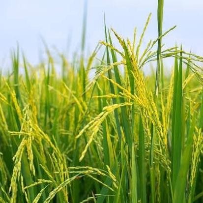 

Terlaris Benih / Bibit / Seed Padi Grow Your Own Rice Easy To Grow Tanam Di Po